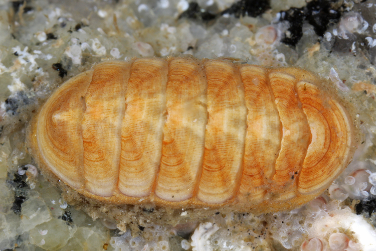 Leptochiton rugatus